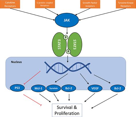 jak stat signaling pathway