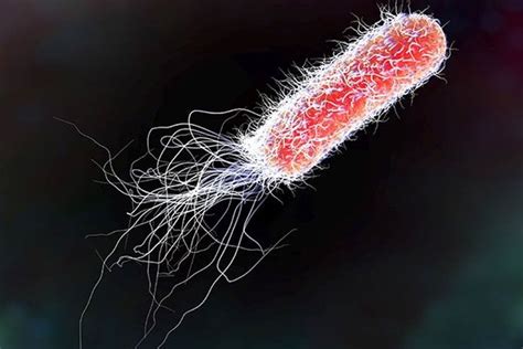 diagnosis  treatment   coli infection