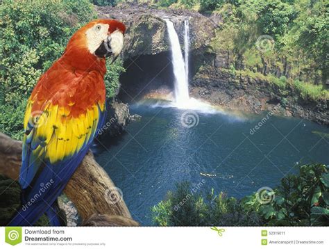 composite panoramic image   colorful parrot  waterfall  hawaii stock image image
