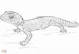 Gecko Coloring Leopard Printable sketch template