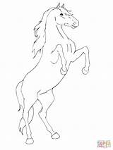 Horse Rearing Cheval Paard Pferd Cavallo Colorare Steigerend Aufsteigendes Zampe Cabre Ausmalbilder Fries Frison Caballo Traseras Patas Coloriages Aladdin Cavalli sketch template