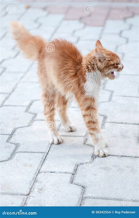 scared cat stock images image