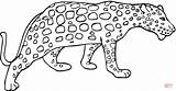 Gepard Cheetah Ghepardo Ausmalbilder Kolorowanka Ausmalbild Kolorowanki Guepardo Druku Stampare Dzieci Malowanki sketch template
