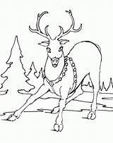 Coloring Reindeer Pages Print Color Christmas Printable Animals Sheet sketch template