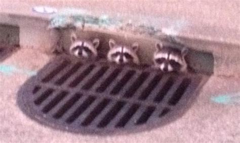 join our gang it s grate trio of raccoons pictured with their heads poking out of drain