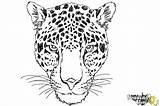 Cheetah Face Draw Coloring Drawingnow Step sketch template