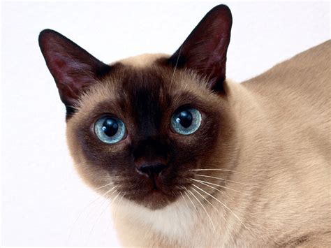 beautiful siamese cat closeup wallpapers  images wallpapers pictures