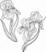 Iris Flowers Coloring Illustration Flower Isolated Two Choose Board Vector Tattoo sketch template