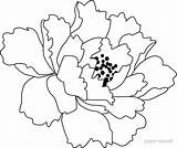 Peony Flower Drawing Outline Japanese Sketch Redbubble Flowers Line Drawings Kawaii Painting Paper Easy Print Sketches Alison Lawrence Inspirations Getdrawings sketch template