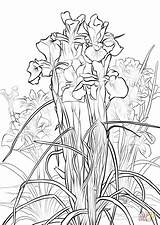 Iris Coloring Pages English Flower Printable Color Colorings Getcolorings Click Designlooter 1020 1440px 31kb Categories sketch template