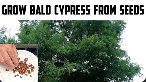 grow bald cypress trees  seeds youtube