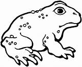 Toad Coloring Pages Printable Frog Kids Cane Animal Color Toads Clipart Gif American Search Di Print Google Sheet Mario Drawings sketch template