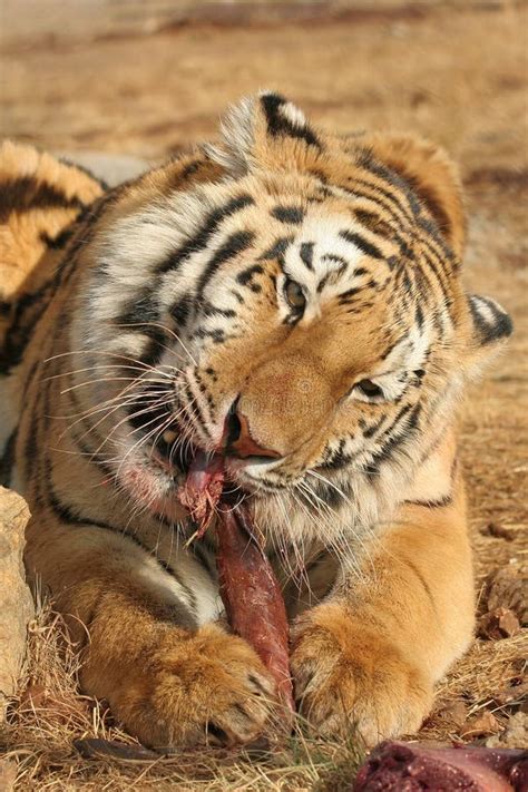 tiger eating stock photo image  outdoors meat head