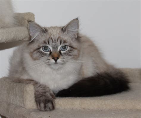 Our Cats Siberian Miracle Cattery