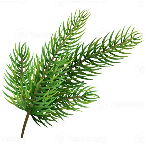 fir tree branch christmas pine tree  png