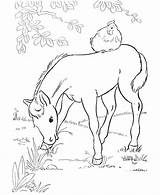 Coloring Pages Foal Horse Printable sketch template