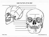 Skull Labeling Exploringnature sketch template