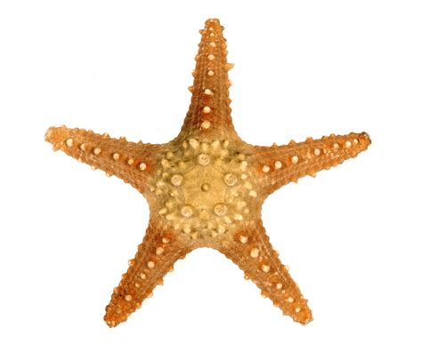 photo starfish
