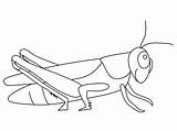 Grasshopper Coloring Animals Printable sketch template
