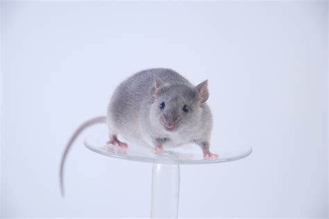 mouseblr spotsquest  study  grey mouse