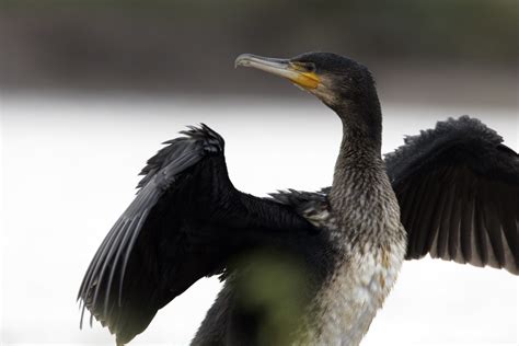 Cormorants And Shags Bird Identification The Rspb