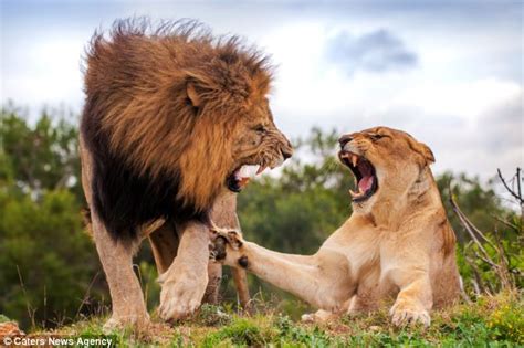 listen love i m the top cat here two lions have terrifying lovers