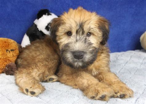 soft coated wheaten terrier puppies for sale long island puppies