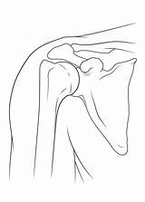 Joint Shoulder Sketch Drawing Anatomy Drawings Paintingvalley Myhealth Alberta Ca Sketches sketch template