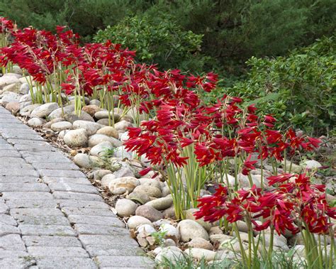 oxblood lilies shine brightly  fall neil sperrys gardens