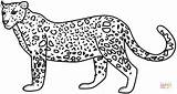 Coloring Pages Leopard Printable sketch template