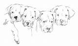 Dogo Argentino Puppies Puppy sketch template