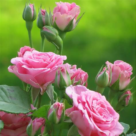 weetjes  rozen tuinadvies