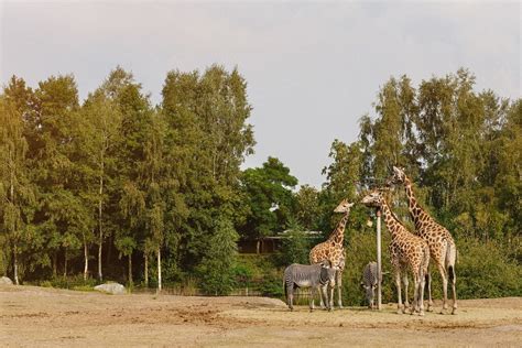 beekse bergen safari park hilvarenbeek lohnt es sich mit fotos