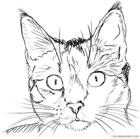 cat face coloring pages cat face  printable coloringfree