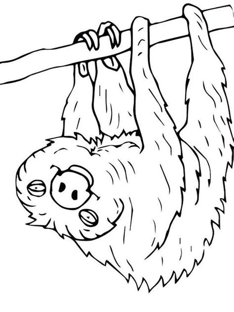 cute sloth coloring page sloth   slowest mammal   world