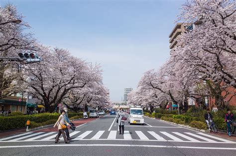 sakura street view sakura scenes