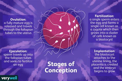 Getting Pregnant From Fertilization To Conception