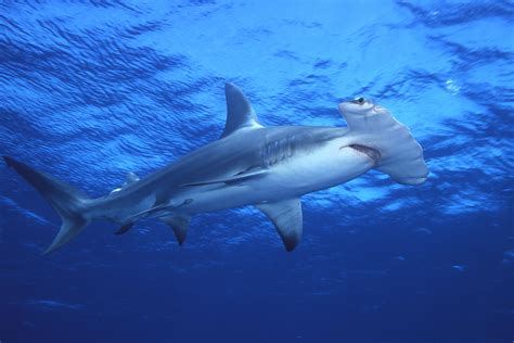 los tiburones mas peligrosos del mundo imágenes hd info