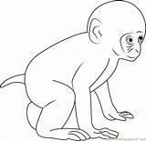 Coloring Baby Monkey Pages Coloringpages101 Monkeys sketch template