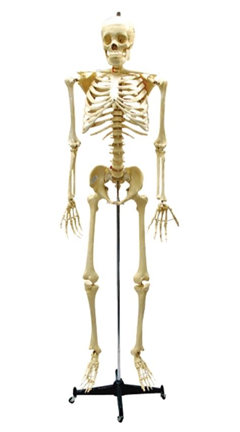 humans  born   bones   body    person