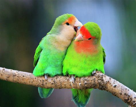 Lovebirds Types And Personality