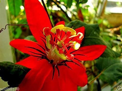 Passion Flowers Seeds 10 Seeds Red Passiflora Coccinea