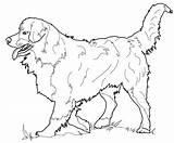 Coloring Dog Mountain Bernese Pages Collie Border Australian Shepherd Printable Adults Dogs Realistic Drawing Irish Setter Kids Supercoloring Print Color sketch template