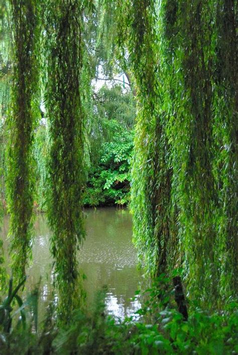 Behind The Willow Weeping Willow Nature Landscape