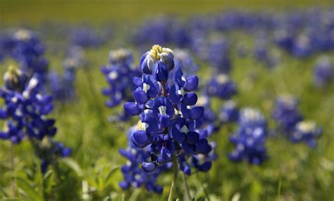 timing isnt     bluebonnets  grow