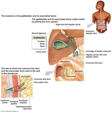 Digestive System Tissue