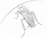 Cockroach Outline sketch template
