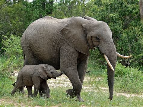 hay  elefantes menos por la caza furtiva noticias tuslances