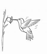 Hummingbird Coloring Pages Kids Printable Bird Cute Hummingbirds Colouring Drawing Bestcoloringpagesforkids Coloringbay Books Choose Board Color Yahoo Search sketch template