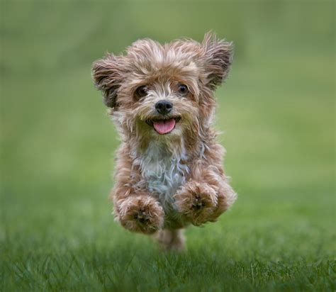 top  cutest dog breeds   world ranked   science